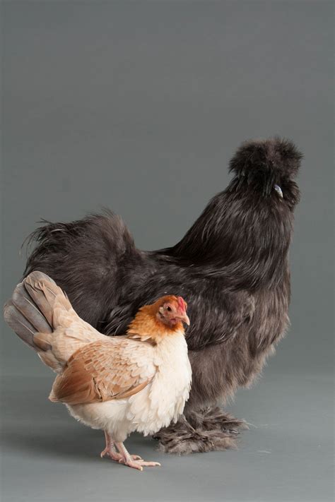 Click This Image To Show The Full Size Version Bantam Chickens Pet My