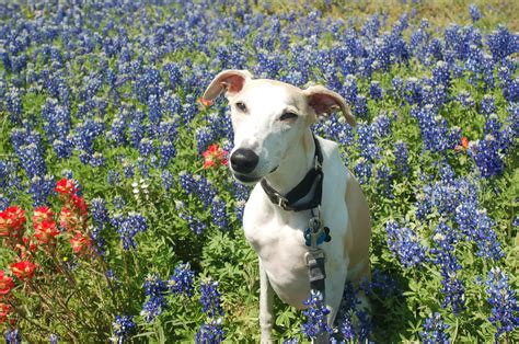 Full time master's degree or bachelor's degree experienced permanent employment, exempt 5 years experience. All-American Pet Photo Day - The Wandering Weekenders