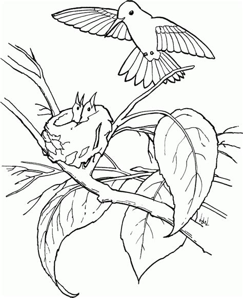 Free printable hummingbird coloring pages. Free Printable Hummingbird Coloring Pages For Kids