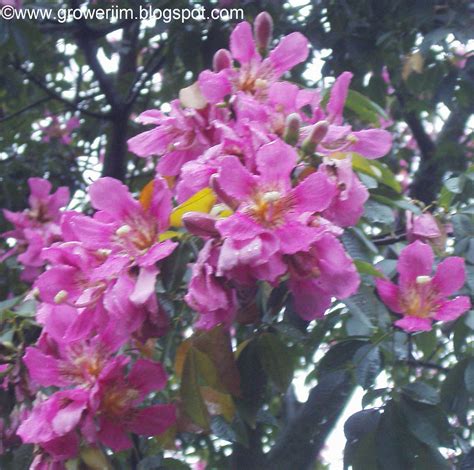 There was a board naming the species and it's native. Garden Adventures: Ceiba speciosa (Floss Silk Tree)