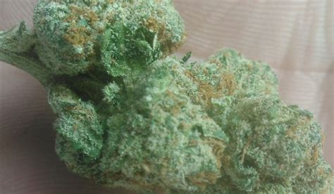 Limon Strain Review - I Love Growing Marijuana