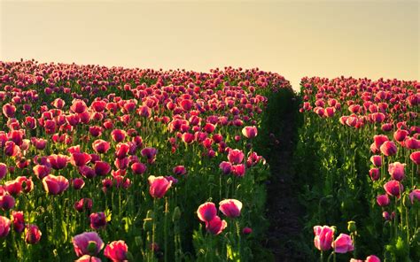 Flower Field Wallpapers Best Wallpapers