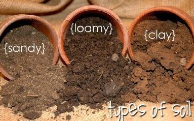 Keep moist until seeds germinate. How many Different Types of Soil are there - A Plus Topper