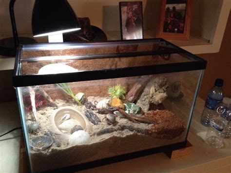 Provide your hermit crabswith a ramp out of their pools! DYI wild hermit crab habitat | I can make that | Pinterest | Crabs, DIY and crafts and Habitats