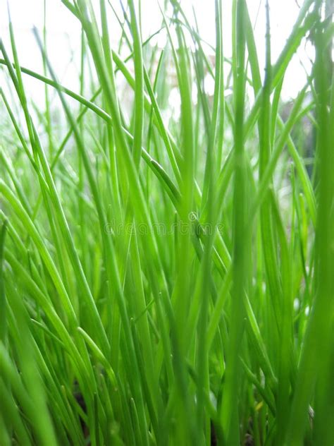 Fresh Green Chives On A Window Sill Stock Photo Image Of Lawn View