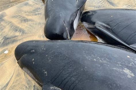 Pod Of More Than 50 Whales Die After Mass Stranding On Uk Beach