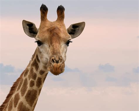 Close Up Photography Of Giraffe · Free Stock Photo