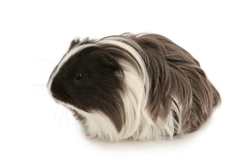 Real Guinea Pigs For Sale Petfinder