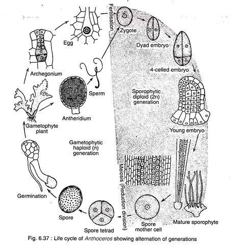 Know the life cycle diagram of the liverwort. Diagram The Life Cycle Of A Liverwort