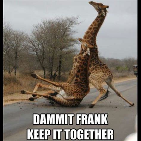 Funny Drunk Animals Wallpapers Top Free Funny Drunk