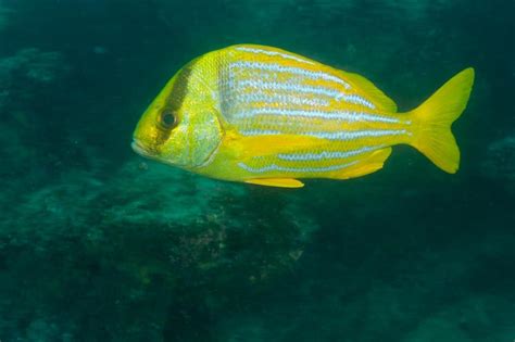 Panamic Porkfish Fish Of The Gulf Of California Aka Sea Of Cortez