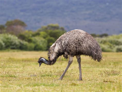 Where Do Emus Live Habitat Distribution Birdfact
