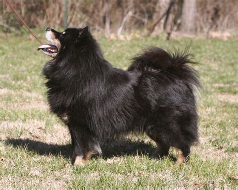 Finnischer Lapphund – Wikipedia