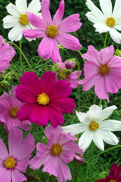 Cosmos Sensation Mix 300 Flower Seeds Uk Garden And Outdoors