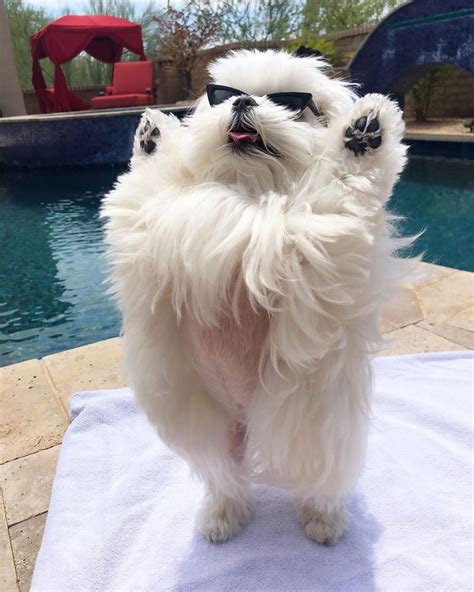 Meet Coco The Cutest Maltese Ever Travels And Living