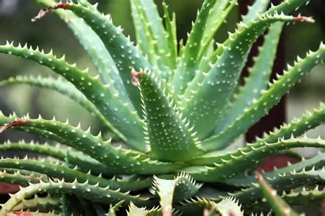 30 Different Types Of Aloe Plants With Pictures
