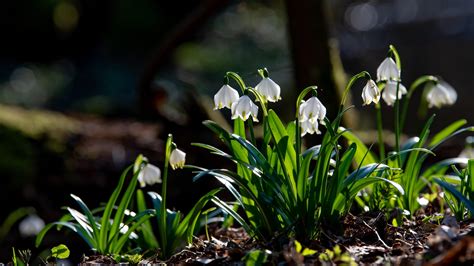 Snowdrops Wallpapers Wallpaper Cave