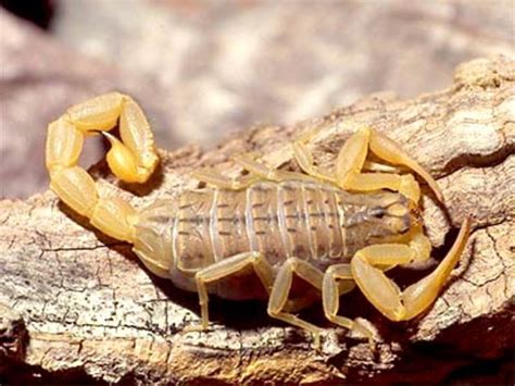 Poisonous Spiders, Insects and Snakes in Britain / UK /England | HubPages