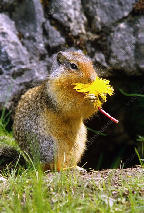 Columbian Ground Squirrel Eating Stock Image Z9180127 Science