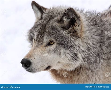 Face Of Wolf Stock Photography Image 21789442