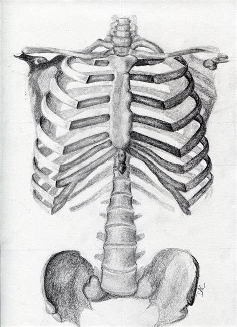 Torso Skeleton By Cegeeart On Deviantart