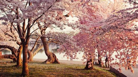 Most Popular Cherry Blossom Wallpaper Desktop X Full Hd For Pc Background