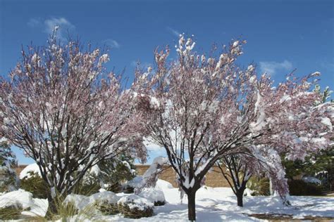 Crabapple Trees And Snow Stock Image Image Of Crabapple 23992215