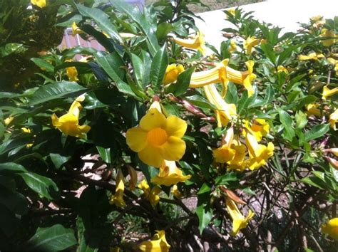 Bush Allamanda Allamanda Schottii Your Yellow Tubular Flower May Be