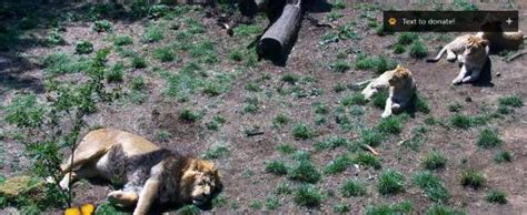 Even though the zoo is closed at the moment, we're still looking after the 4,000 animals in our care. Live Edinburgh Zoo Lions Den Enclosure Zoo webcam ...