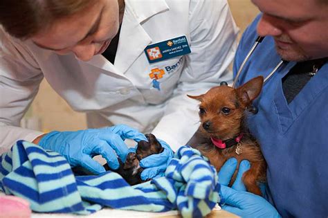 Ashleigh banfield joins newsnation with a news and talk show airing weeknights. Banfield Predicts Business as Usual if PetSmart Is Sold ...