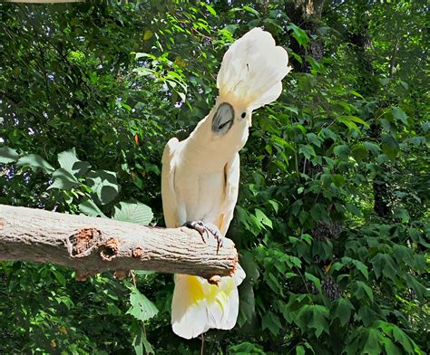 Maybe you would like to learn more about one of these? Cockatoo at Parrot Mountain in Pigeon Forge, TN | Our trip ...