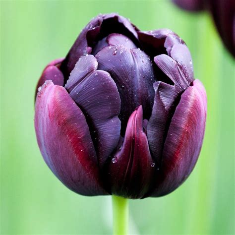 Tulip Black Hero Black Double Tulip Purple Double Tulip Peony