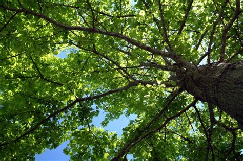 Certified & insured, serving the greater milwaukee area. NJ Tree Service Company | Tree Stump Removal | Tree Trimming