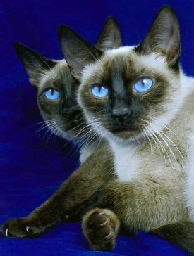 They are playful, social, healthy, intelligent, curious and friendly, ready to love and be loved. Traditional Siamese, Lynx and Balinese Kittens for Sale ...