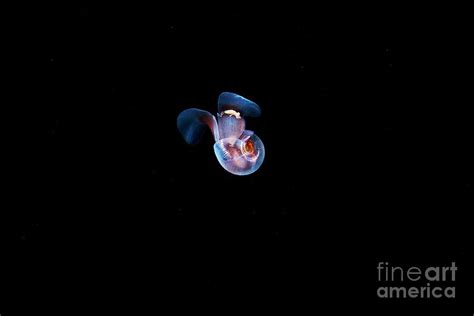 Limacina Helicina Sea Snail Photograph By Alexander Semenovscience