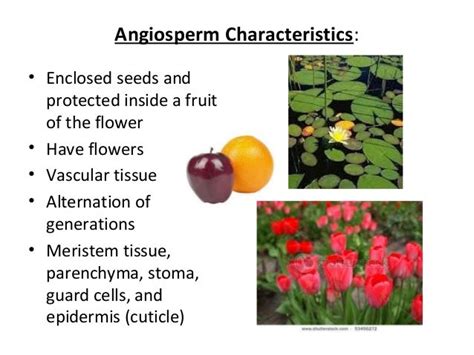 Exploring The Features And Functions Of Angiosperm Cuticles A Closer