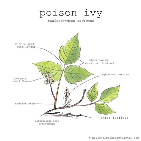 How To Recognize Poison Ivy Rightplantz Com Poison Iv