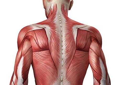 Muscle Soreness Relief Archives Spinal Back Rack