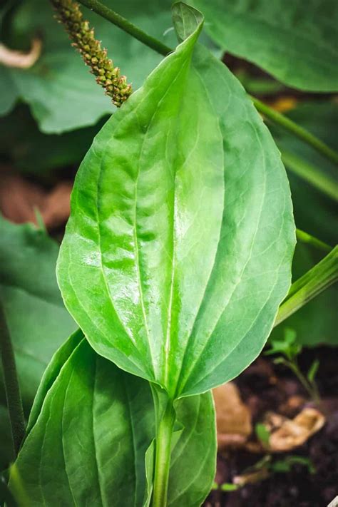 Foraging Plantain Identification And Uses