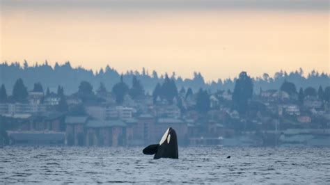 Whales Come To Play On Puget Sound Photo 21