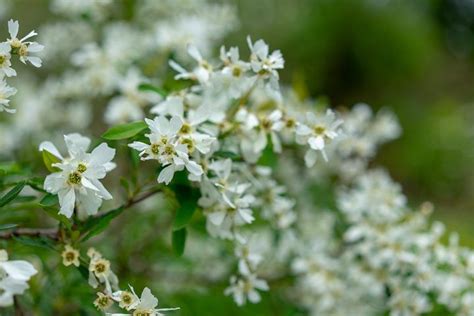 White Flowering Shrubs 20 Of The Best Varieties For Your Garden