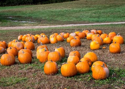 Harvested Pumpkins From A Pumpkin Patch Woodstock Ga Usa Stock Image Image Of Carve Food