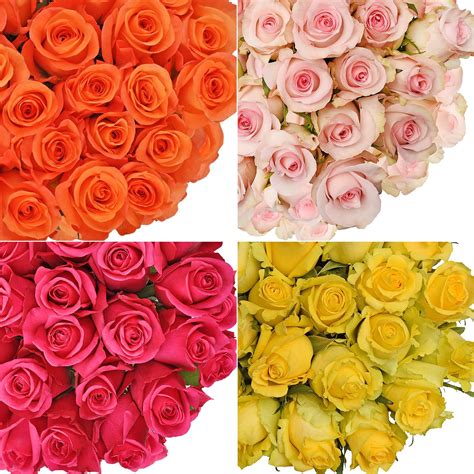 Fresh Cut Assorted Color Roses 20 Pack Of 50 By Inbloom Group