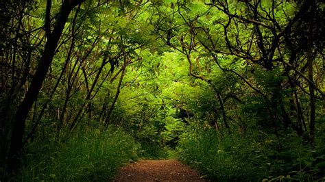 100% safe and virus free. Wallpaper 1080p Forest (76+ images)