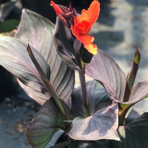 Canna Cannova Bronze Orange Canna Lily From Saunders Brothers Inc