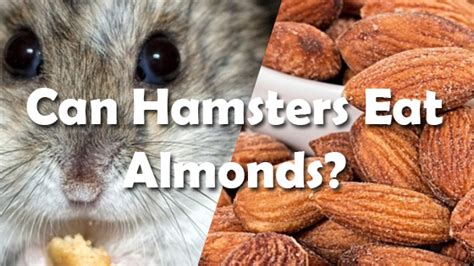 Let the cat enjoy the almonds. Can Hamsters Eat Almonds? | Pet Consider