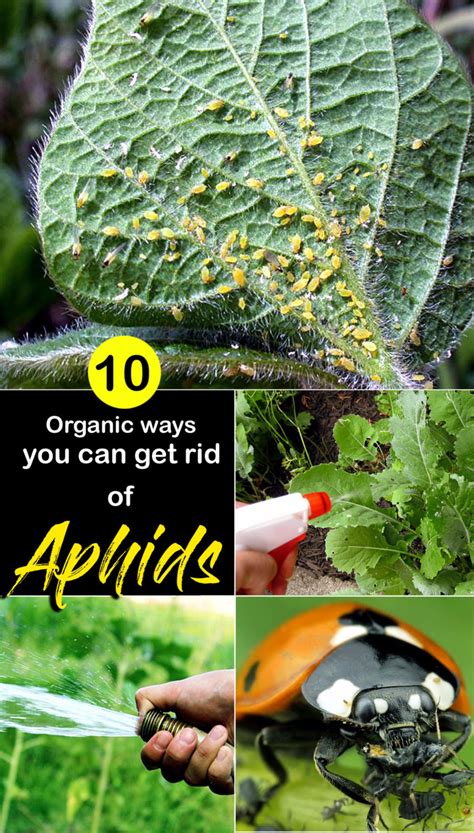 How To Get Rid Of Aphids Natural Ways To Get Rid Of Aphid Naturebring