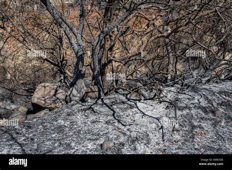 Burned Pine Trees After A Forest Fire At Solea Area In Troodos