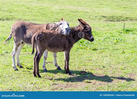 A Donkey And Her Foal Stock Photo Image Of Domestic 130058428