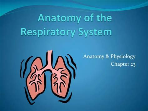 Ppt Anatomy Of The Respiratory System Powerpoint Presentation Free